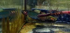 ปลากัดป่าอินโดนีเซียชื่อ ปลากัดเฮนดร้า กลุ่มก่อหวอด